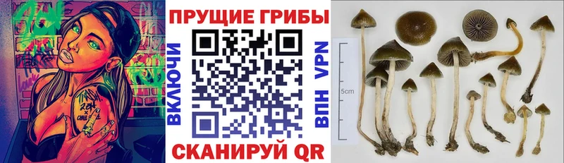 Купить Заволжье Галлюциногенные грибы GOLDEN TEACHER